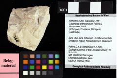 Foto (Objket + Etiketten) von Galatheites britmelanarum (Robins & Klompmaker, 2019) 